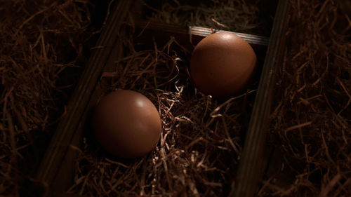 Close-up of eggs in nest