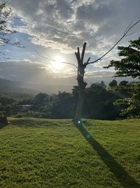 Trees on field against sky