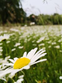 Close-up of white flower on field