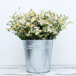 Close-up of white flowers in vase