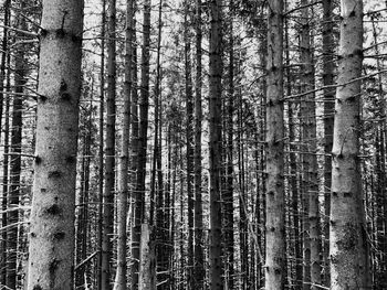 Trees in forest