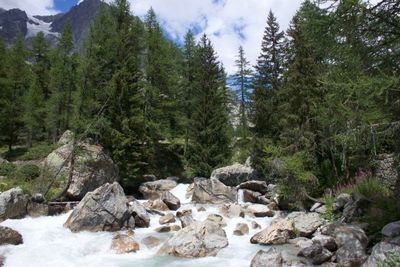 Stream flowing through rocks in forest