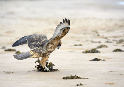 View of bird on beach