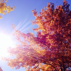 Low angle view of trees against sky