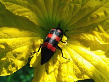 Close-up of insect on yellow flower