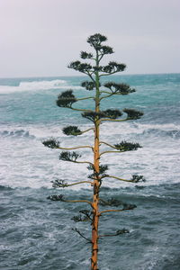 Tree at sea against sky