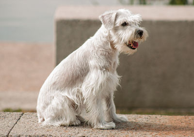 White dog looking away