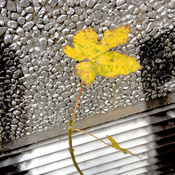 Close-up of leaves on ground