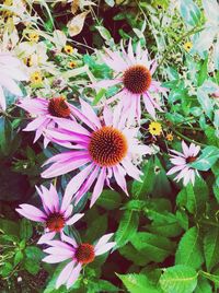 Close-up of daisy flowers