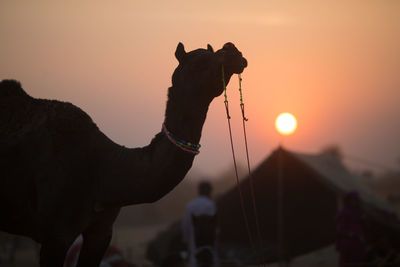 Camel against sky during sunset