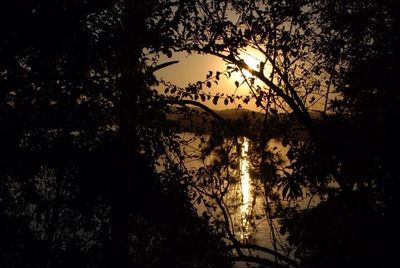 Silhouette of trees at sunset