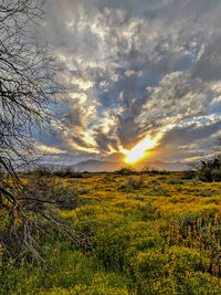 Scenic view of field against sky during sunset