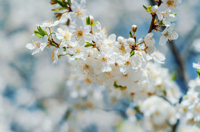 Spring blossoms cherry white flowers for background.