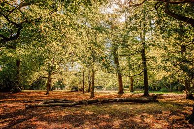 Trees in forest during autumn