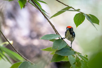 Bird perching on a plant