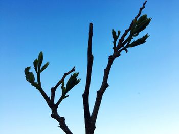 Low angle view of plant against clear blue sky