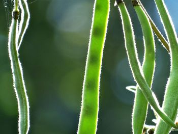 Close-up of green plant