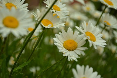 Close-up of white daisy flowers on field