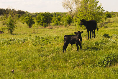 Cows in a field