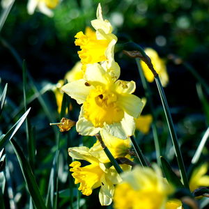 Close-up of yellow flowers