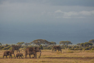 Elephants on field against sky