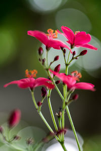 Close-up of pink flowers