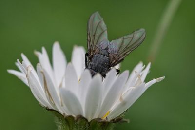 Close-up of fly pollinating flower