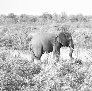 View of elephant on field