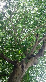 Low angle view of trees