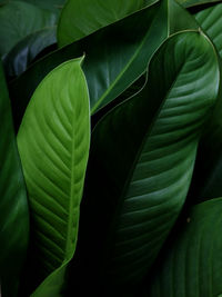 Close-up of green leaves