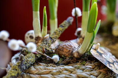 Close-up of plants in basket