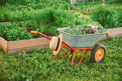 A wheelbarrow with grass stands near the beds of greenery. tools for working in the garden