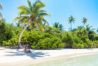 Palm trees on beach against sky