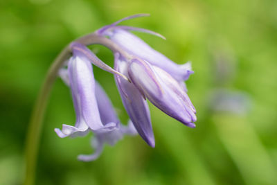 Close-up of purple flowering plant