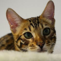 Close-up portrait of a cat
