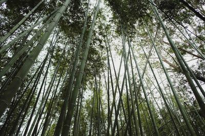 Low angle view of bamboo trees in forest