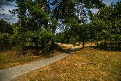 Road amidst trees in forest