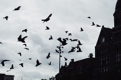 Low angle view of birds flying in sky