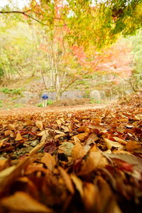 Surface level of dry leaves on field during autumn