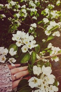 Close-up of hand and white flowers