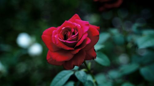 Close-up of red rose