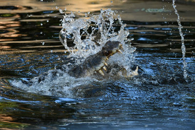 Close-up of water splashing in lake