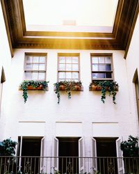 Low angle view of potted plants on building