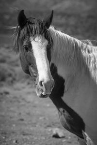 Close-up of horse on field