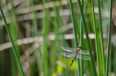 Close-up of insect on grass