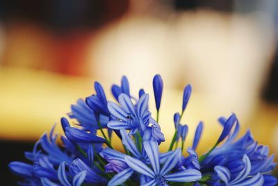 Close-up of blue flowers