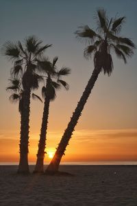 Scenic view of sea against sky during sunset and palms 