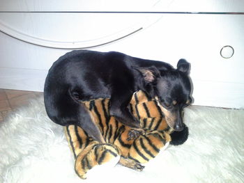 Close-up of black dog relaxing on bed