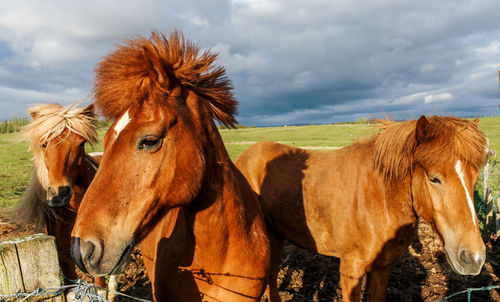 Horses in the field