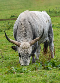 Horse grazing in field